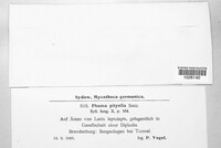 Sclerophoma pitya image